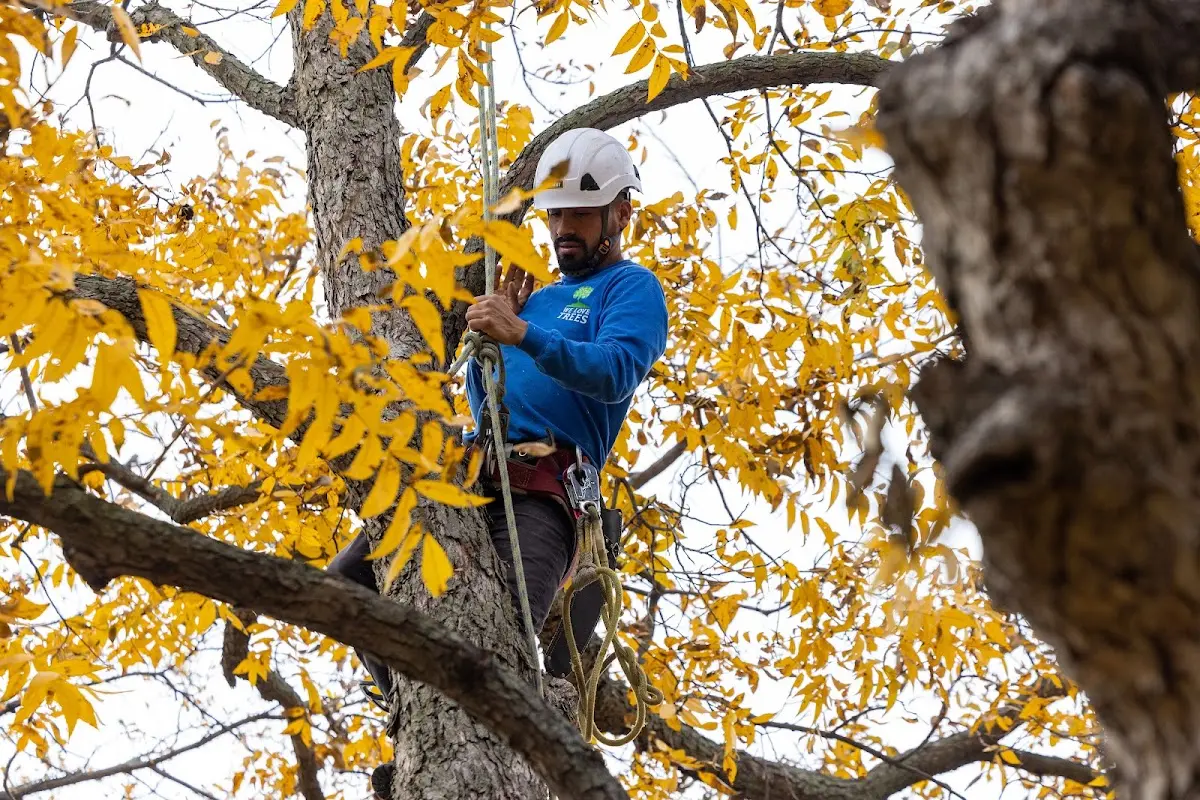 Skilled Tree Pruning crew working in Elwood